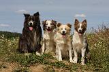 BORDER COLLIE 1087